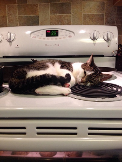 Cat nap on the hot stove