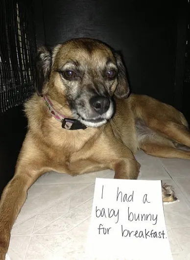 Dog shaming dog ate a baby bunny