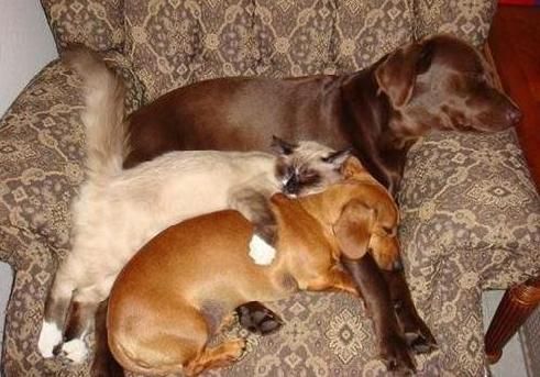 Lab, cat and dachshund snuggling