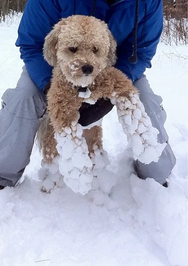 Snow stuck to poodle mix