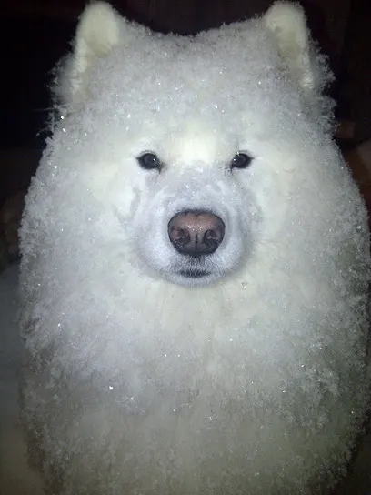 Eskimo dog in snow