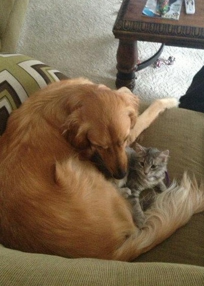 Golden retriever snuggles with gray kitten