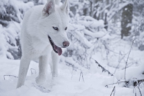 Husky in the white snow