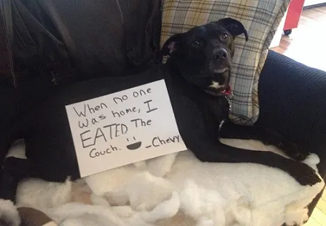 dog shaming mixed-breed mutt chewed up the couch