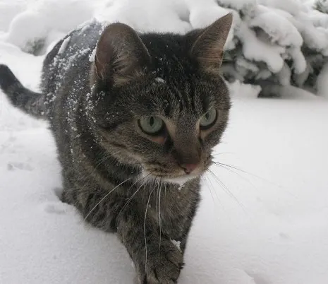 My cat in the snow
