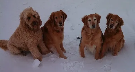 Goldendoodle and goldens in snow