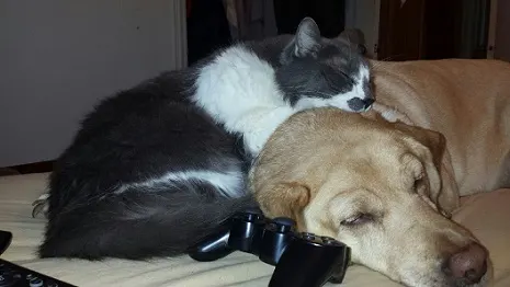 Louie the gray and white cat cuddling with Maggie the Yellow Labrador