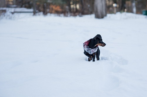 Little dog in the snow