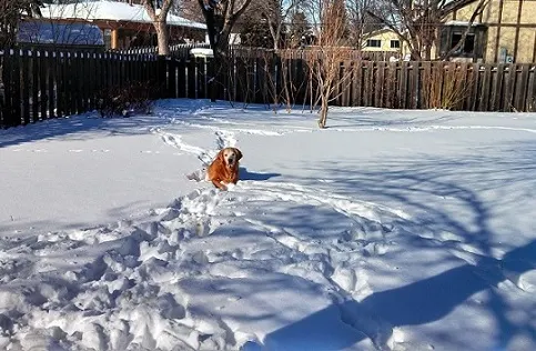 Dog loves the cold