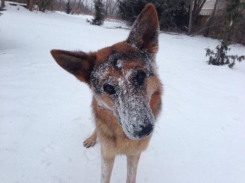 Snow on shepherd dog's face