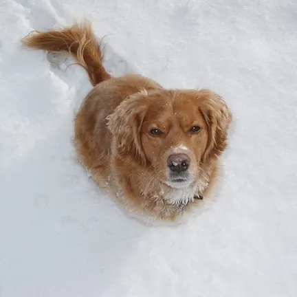 Jake the golden mix in the snow