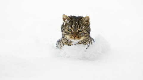 Cat not happy with snow