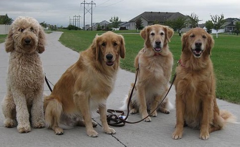 Walking four golden retrievers at once
