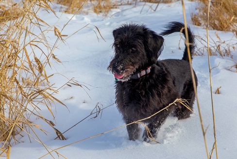 Black dog in Wisconsin