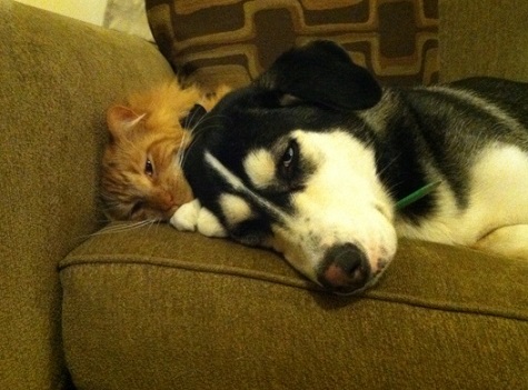 Husky mix and cat on couch