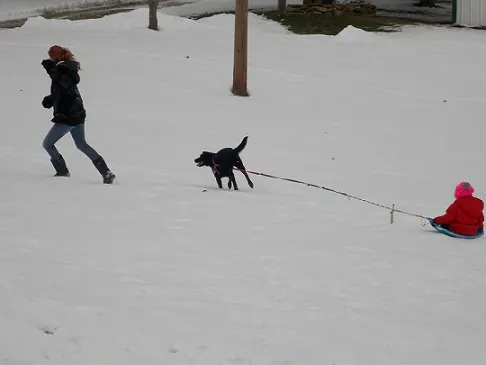 Dog pulling a sled