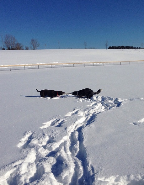 Snow dogs playing