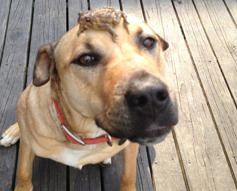 Dog with a frog on his head