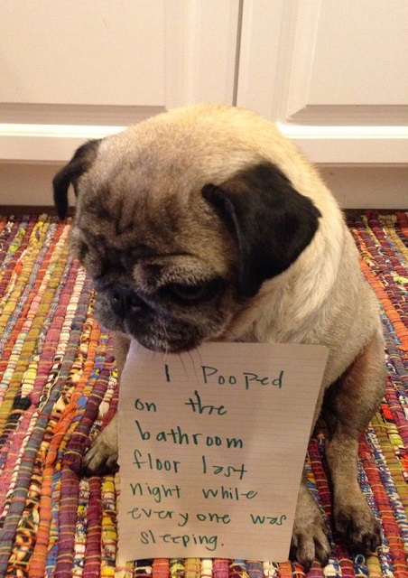 Pug dog shaming