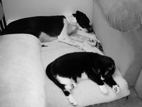 Eli the pointer springer mix and millie the black and white cat
