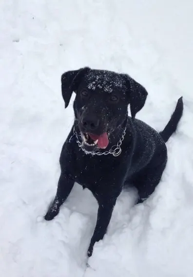 Black dog playing in snow