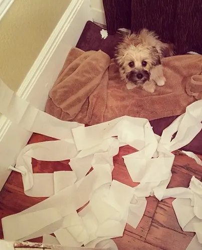 Small dog destroys toilet paper rolls