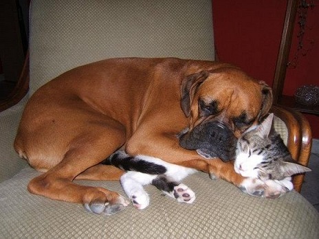 Boxer cuddles with cat