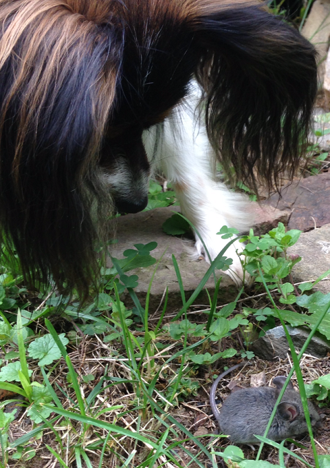 Papillon dog plays with mouse