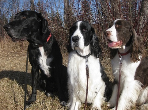 Walking a Lab and two springers