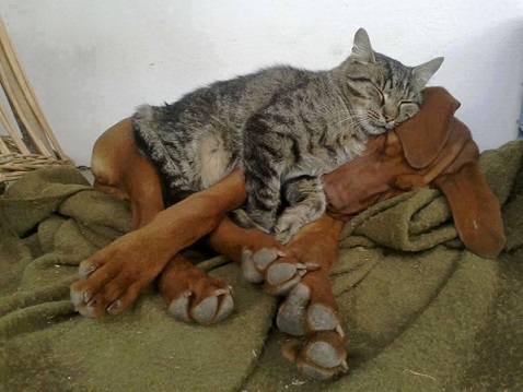 Tabby cat and Vizsla snuggle