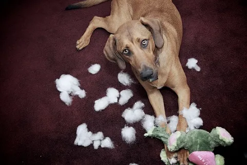 Dog ruins stuffed toys