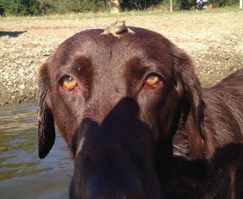 Chocolate Lab with a frog
