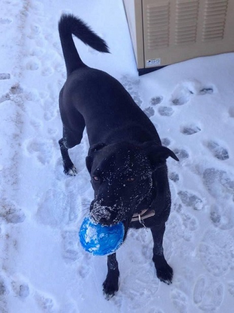 Black dog loves the snow