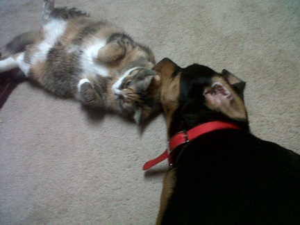 Jack the Cat and Rottie mix cuddling