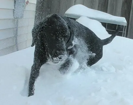 Lab mix playing fetch in the snow