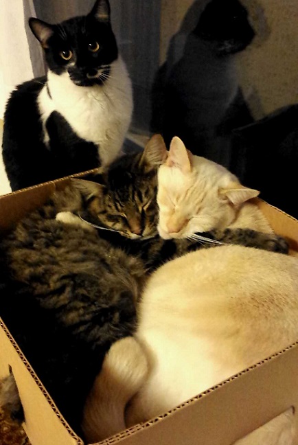 Cats in a box together