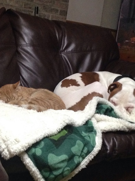 Pitbull and cat napping