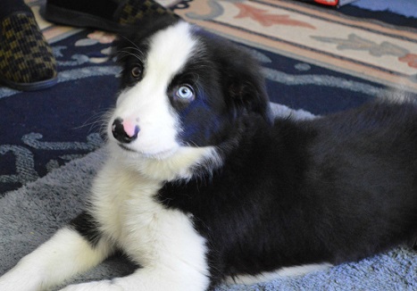 Cute Aussie puppy with blue eyes