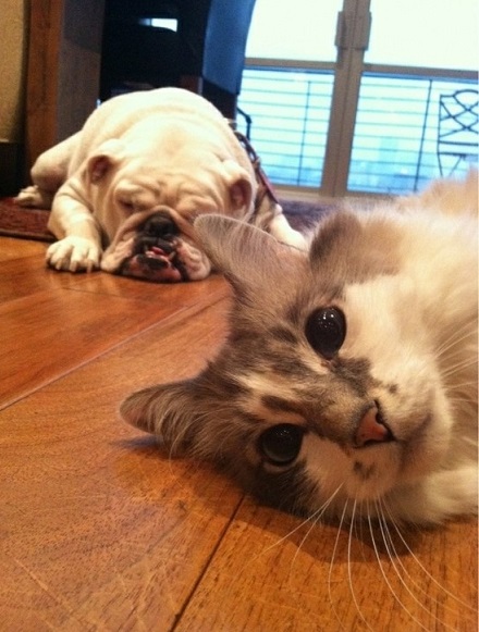 Bulldog and cat