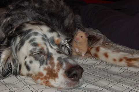 Gordon setter naps with hamster