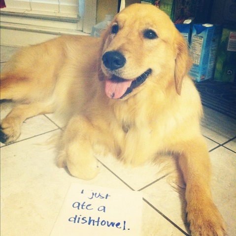 Golden retriever dog shaming
