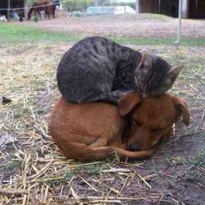 Kitten sleeps on top of puppy