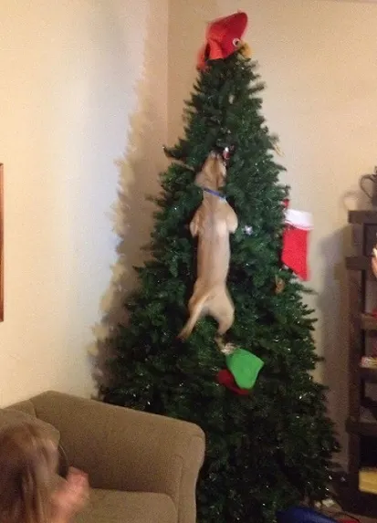 Dog climbs Christmas tree
