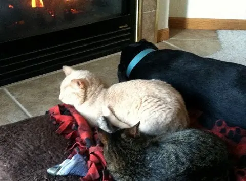 My two cats with my lab mix