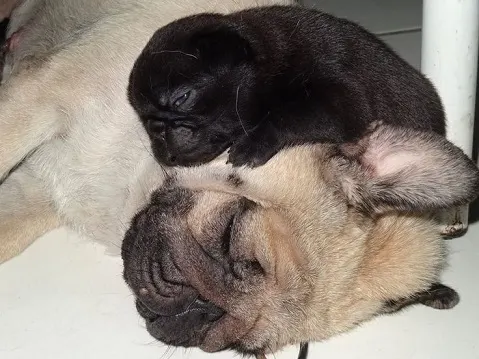 Pug puppy on top of adult pug