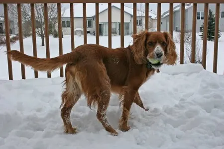 Dutch loved to fetch his ball in the snow