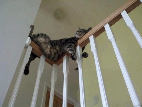 Tabby cat on the railing
