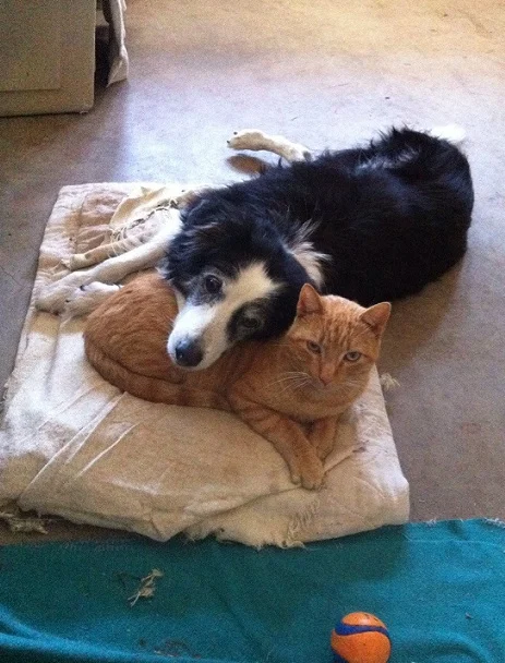 Border collie rests head on cat