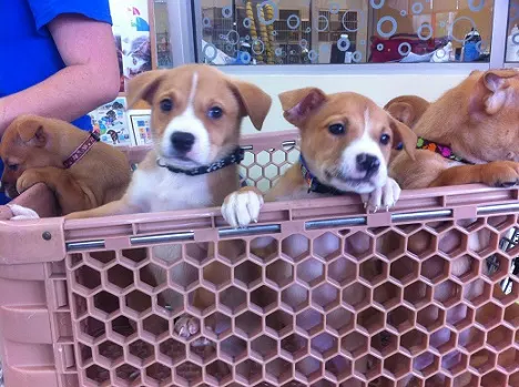Mixed breed puppies, brown and white