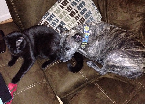 Black cat and brindle pitbull together